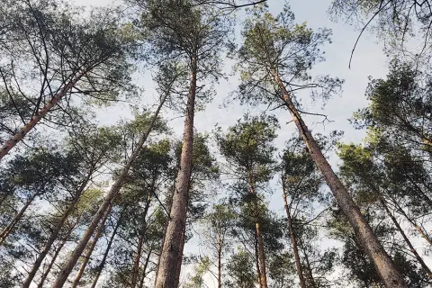 Ile czasu trwa odlesienie działki? Sprawdź, co wpływa na czas procesu