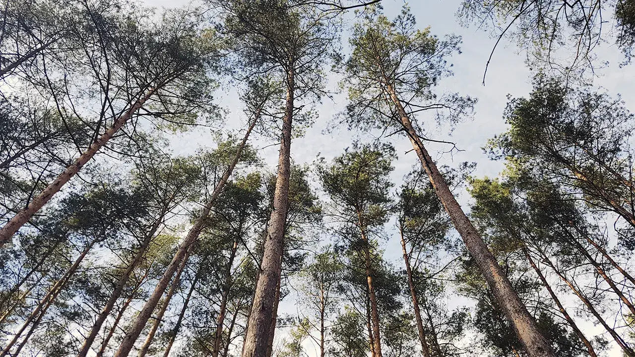Ile czasu trwa odlesienie działki? Sprawdź, co wpływa na czas procesu