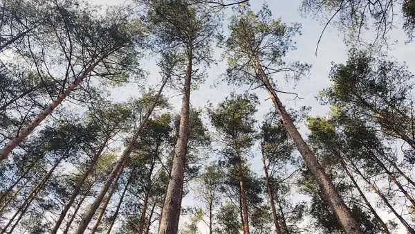 Ile czasu trwa odlesienie działki? Sprawdź, co wpływa na czas procesu